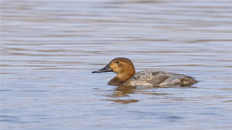 北京莲花池公园迎来“新居民” 市民游客争睹顶级“生态评委”风采