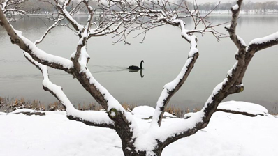 雪后圆明园 秒变“水墨画”