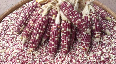 玉米的“第二人生”！