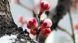 一半冬意 一半春色