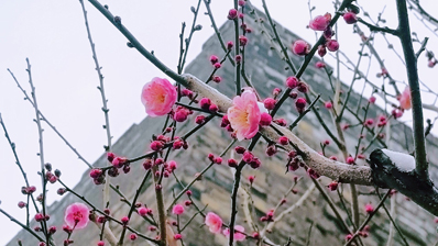 @市民游客 来明城墙赴一场春日“梅”好之约