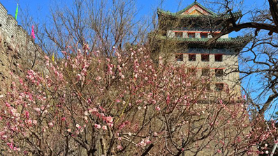 明城墙遗址公园梅花渐次开 预计中旬迎盛花期