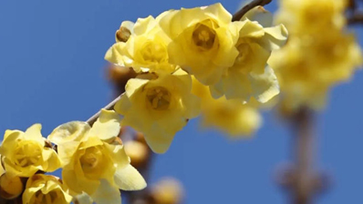 春天的第一抹“金黄”来啦！