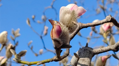 国际雕塑公园：玉兰花开，渐入佳境