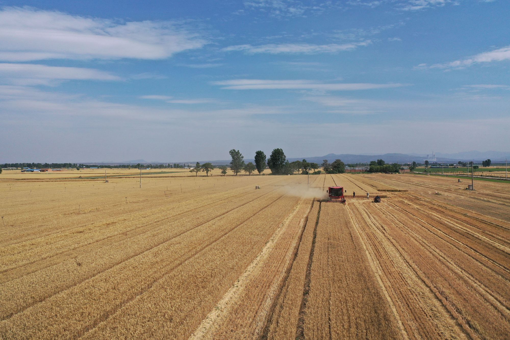 2025年6月3日，河南焦作，温县黄河街道滩王庄村农民驾驶收割机收获小麦。