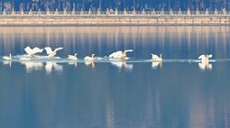 颐和园昆明湖迎来迁徙白天鹅