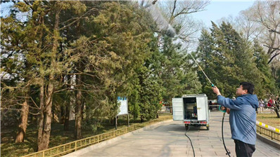 应对致敏花粉，北京颐和园治理1.3万余株柏树