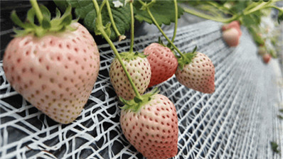 顺义草莓拿下了全市最高奖！
