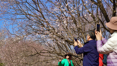 北京奥森公园30余种春花将开放