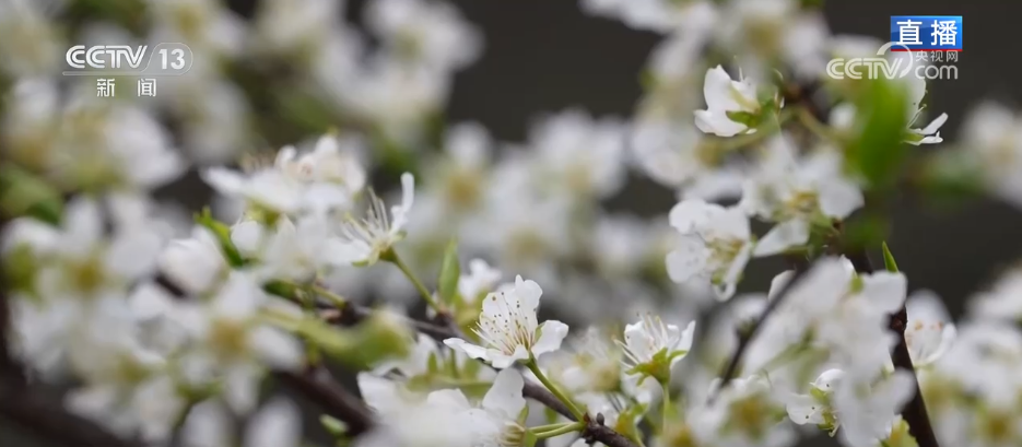 “一朵春花”串联起乡村文旅新业态春日限定美景激活乡村经济“一池春水”