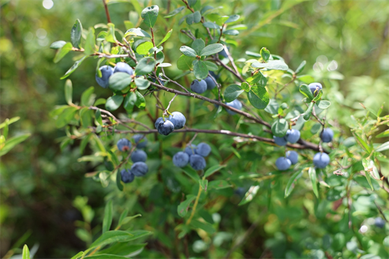 新品上市：森果满分原浆饮系列上线，开启营养风味新纪元