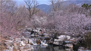 在国家植物园放慢脚步：一涧春水，两岸桃红