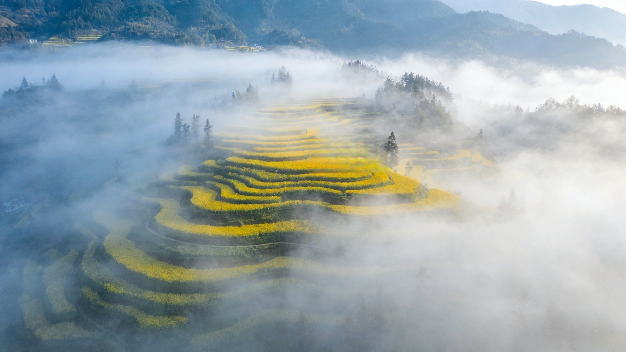 春日里的中国丨陕西:流金梯田映春色千年智慧焕生机