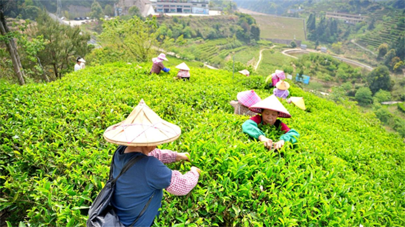 你被多变的茶香“圈粉”了吗？这座茶山藏着“数字密码”