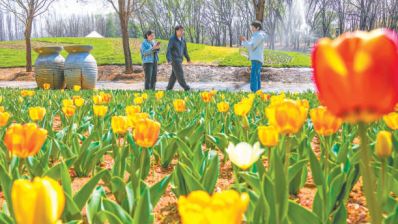 北京国际鲜花港百万株郁金香迎客