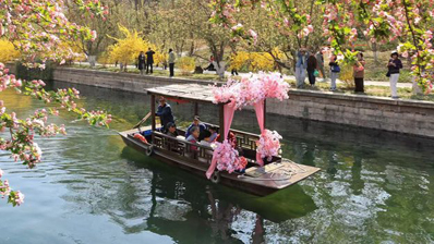 元大都摇橹船开船 海棠花溪赏花正当时