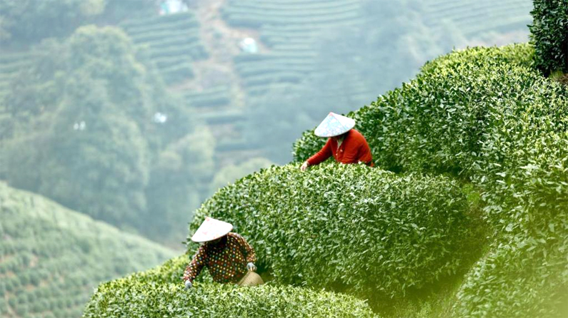 赏花品茶探古韵 春日文旅融合发展绘就多彩画卷