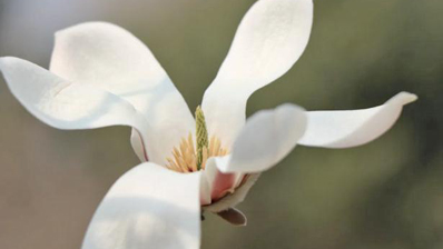 京城花事知多少｜“活档案”玉兰 有新潮玩法