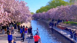 北京的春日仙境！望京海棠花溪美成梦幻锦缎