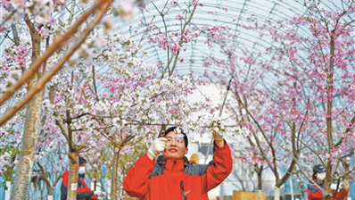 “护花使者”让赏樱季变长了