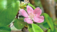 海棠为何叫“木瓜”