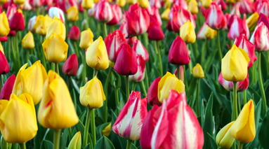 三种春天的颜色，您最中意哪一种？