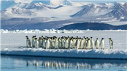 IUCN:帝企鹅定级濒危