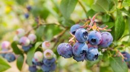 中国蓝莓是怎么“逆袭”的？