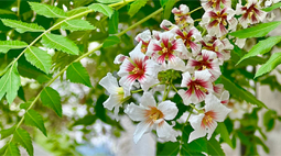 吉祥树开花！错过再等一年