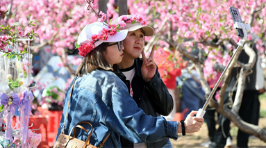 平谷桃花节开启“宠客模式”！