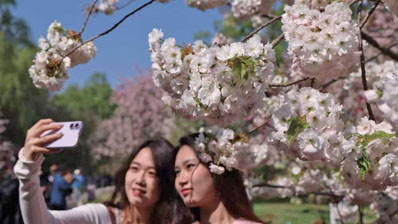玉渊潭公园育樱“偏爱”粉红色