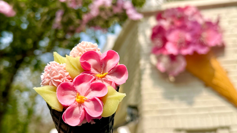 “津”非昔比丨这个春天必须冲天津海棠