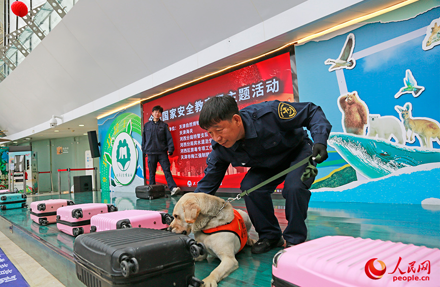 海关工作人员带着工作犬，现场展示搜寻行李箱违禁品。人民网记者 崔新耀摄