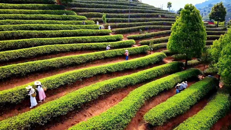 春日农事新图景 创新融合促振兴