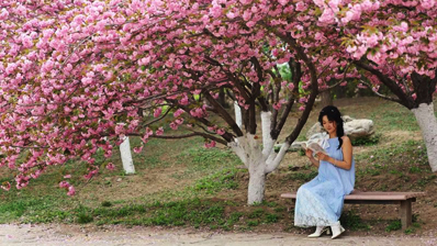 朝阳公园樱花谷全盛期已至