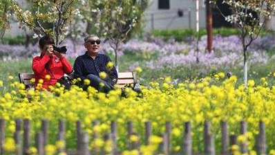 春满京城 | 京城梨园百亩油菜花盛放迎客