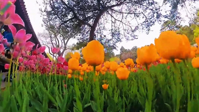 中山公园的郁金香 藏着怎样的跨国友谊？