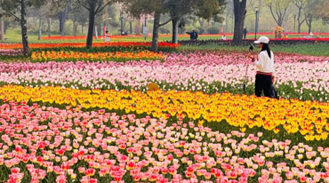 北京郁金香文化节邀您“郁”见春天
