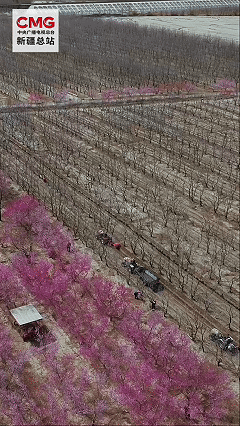 新疆洛浦:返乡青年沙漠边缘种出“致富园”青春力量赋能乡村振兴