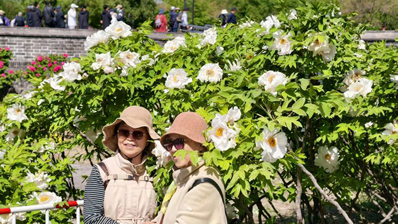 圆明园牡丹正值盛花期 含经堂遗址区恢复开放