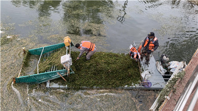 潮白河水草进入生长期，顺义启动立体收割模式