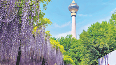 玉渊潭紫藤美出圈 专家：