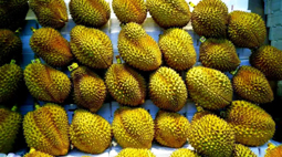 想吃榴莲的人再等一等！价格可能还要降！