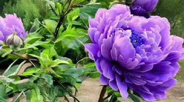 国色天香独擅芳