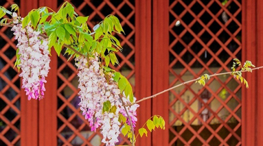 速来这座博物馆定格中式美学