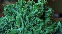 羽衣甘蓝盆栽被抢购 超级食物还是智商税？