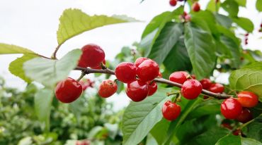 小樱桃撬动大产业