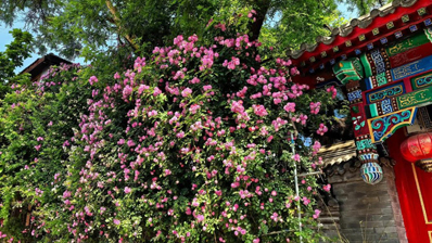 一花墙 一故事！他说：给北京长脸了 我自豪
