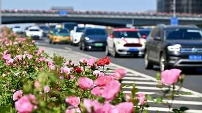 “一路生花”大道何以惊艳全城