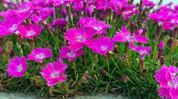 园博园石竹花海迎来盛花期